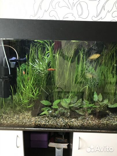 Аквариум