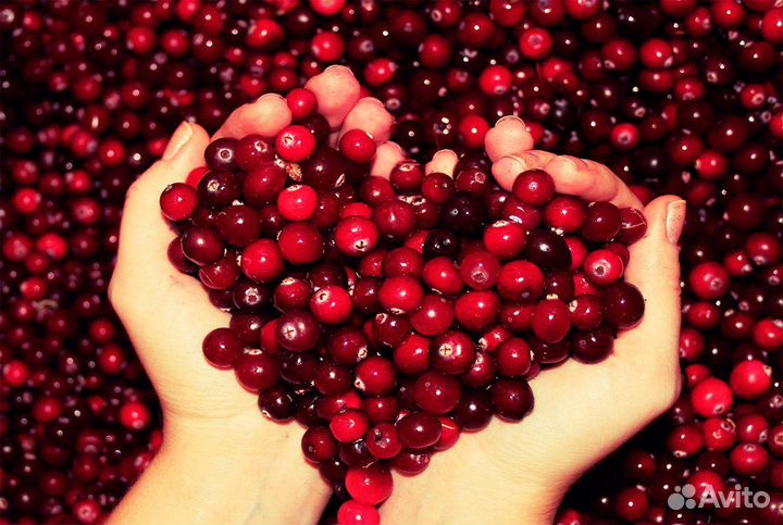 Клюква свежая