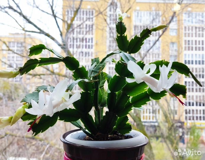 Шлюмбергера