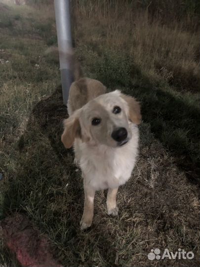 Бездобные собаки