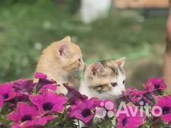 Кошечки в добрые руки