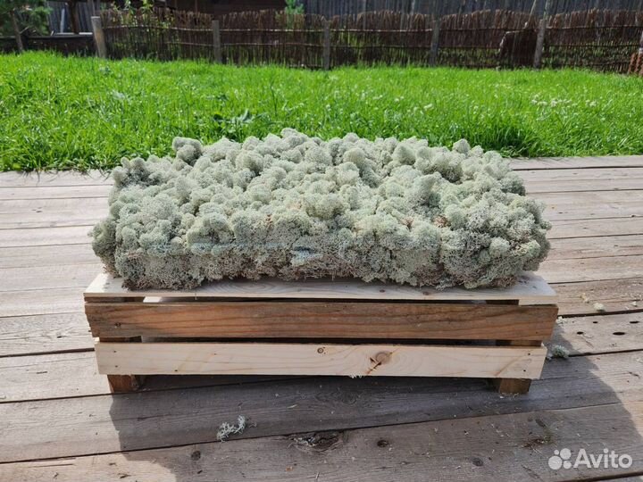 Мох Ягель живой