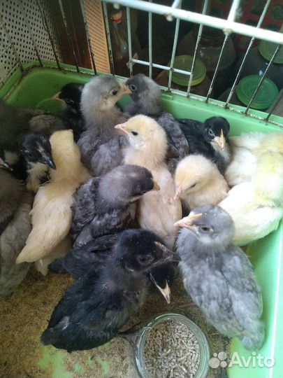 Цыплята доминанта 2 - 3 недели