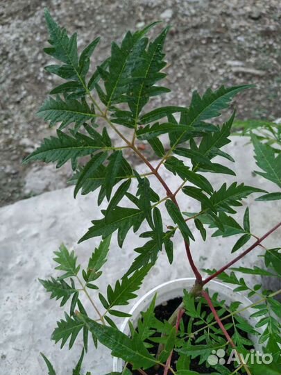 Сумах оленерогий 