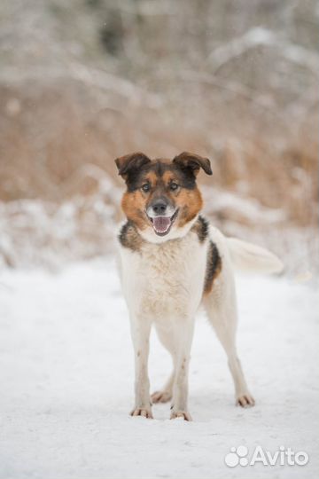 Джуль ищет дом и семью