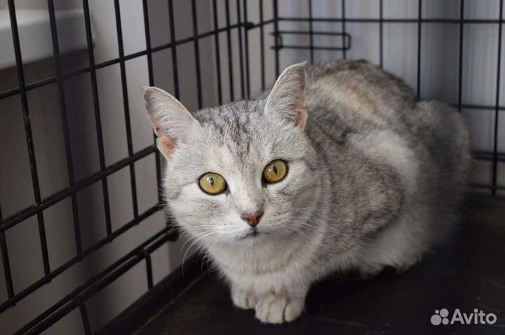 Кошка в дар бесплатно