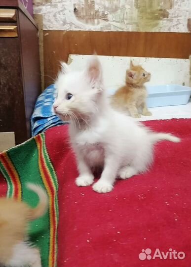 Котята в добрые руки бесплатно