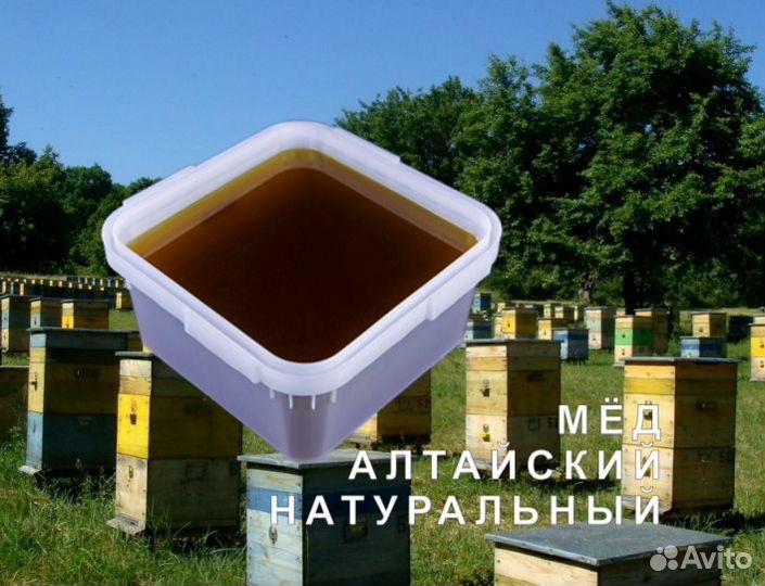 Мед натуральный алтайский оптом