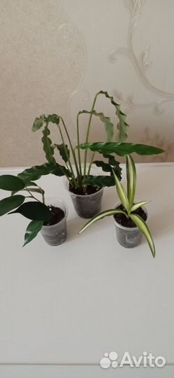 Комнатные цветы