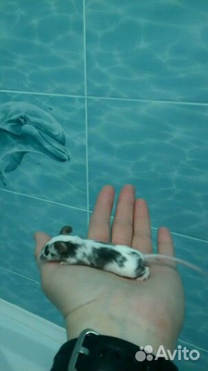 Мышатки декоративные