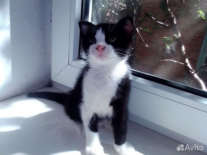 Котики милашки бесплатно