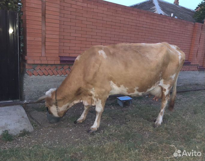 Корова симментальской породы