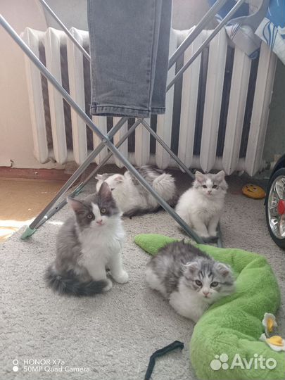 Шотландские котята
