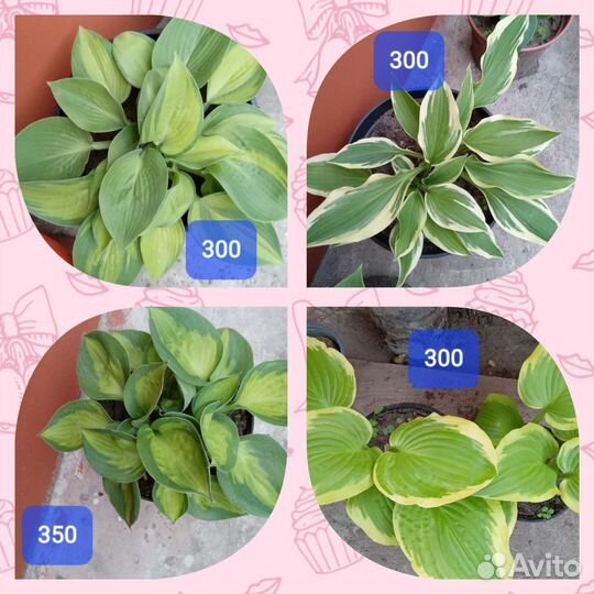 Многолетники