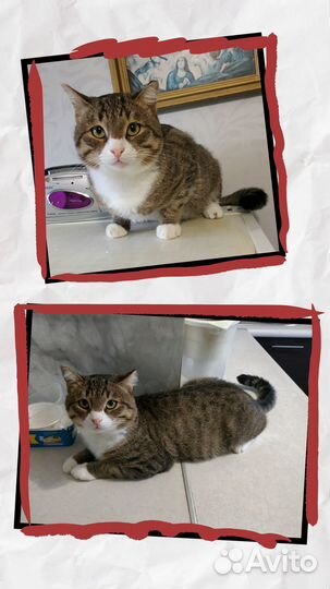 Очень симпатичный котик ищет дом