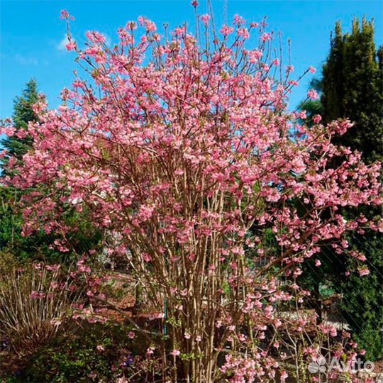 Калина боднатенская 