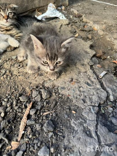 Котята в добрые руки приучены к лотку
