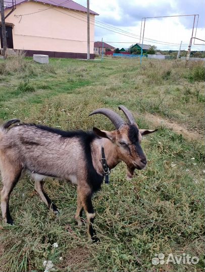 Чешский козел