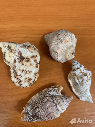 Морские ракушки раковины 4 шт