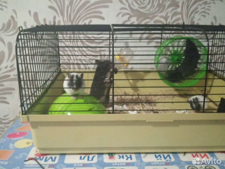 Сирийский хомяк