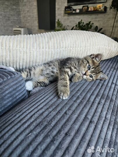 Отдам котенка в добрые руки