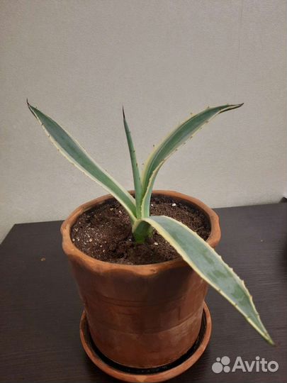 Кактус агава