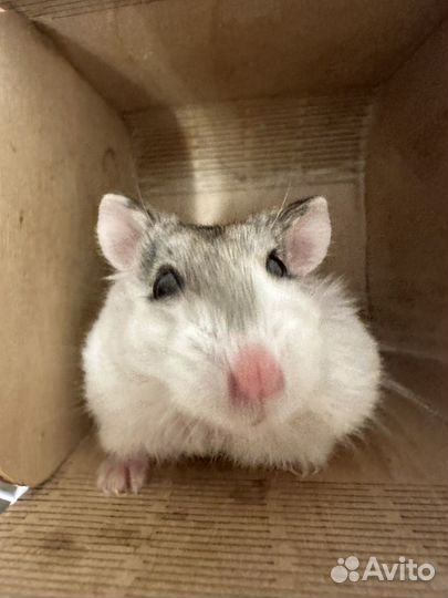 Хомяки с клеткой даром