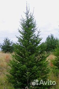 Зимняя посадка Сосна, Ёль, Пихта