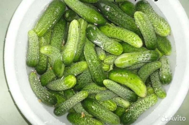 Огурцы свежие с грядки