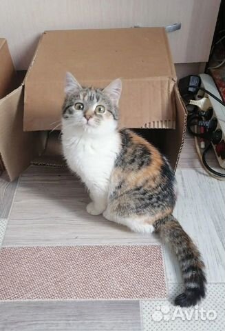 Карамелька ищет дом