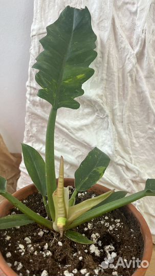 Филодендрон