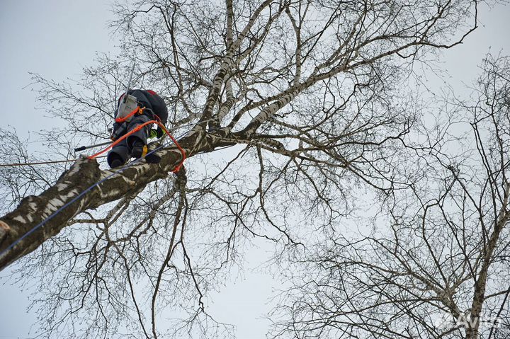Спил деревьев