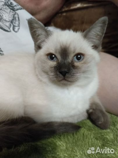 Кот в дар бесплатно