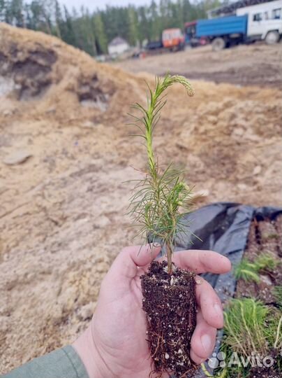 Сеянцы ели европейской зкс опт
