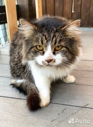 Удивительный спокойный добряк Кот Тишка