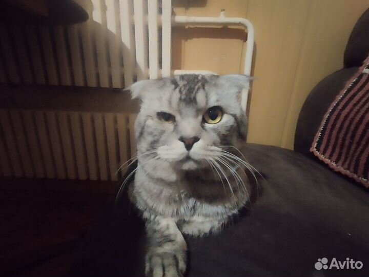 Шотландский вислоухий кот отдам