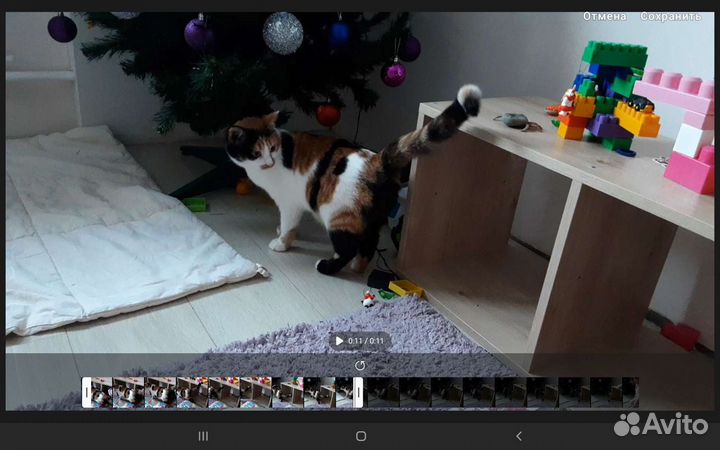 Кошечка и котик в добрые руки