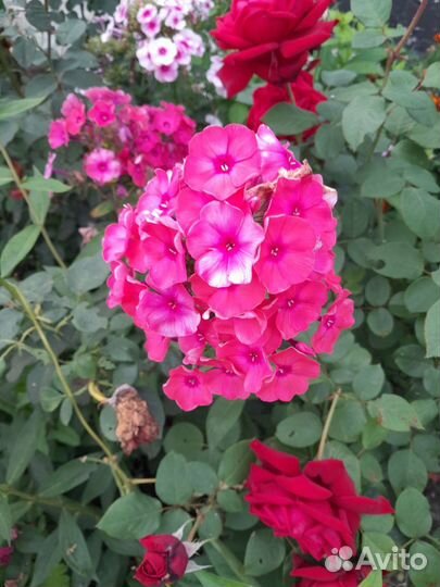 Флоксы многолетние