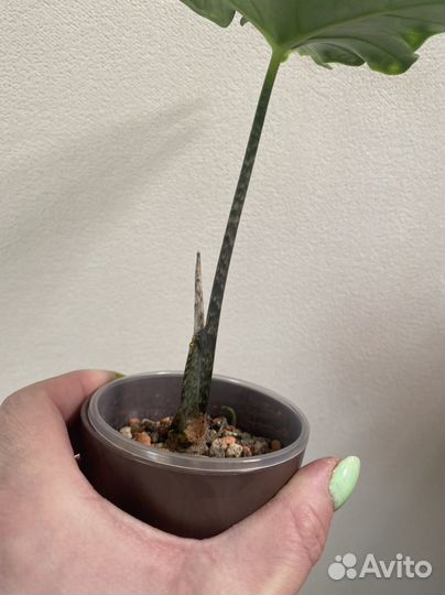 Алоказия крыло летучей мыши