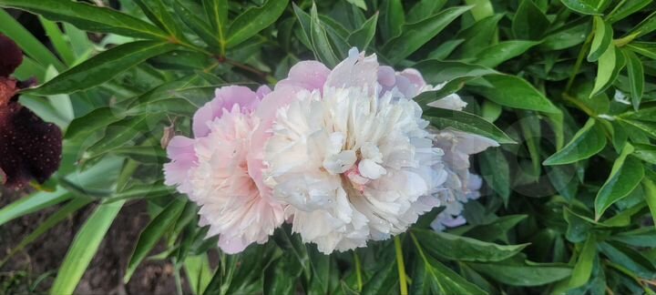 Участок 6 сот. (СНТ, ДНП)