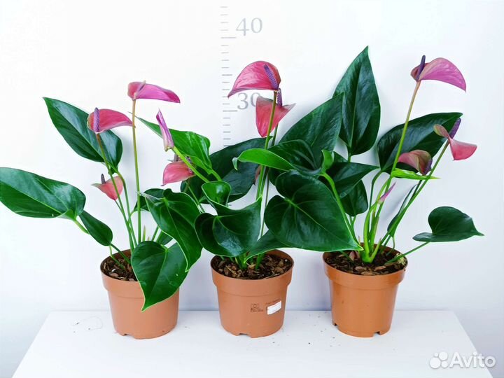 Антуриум карма пурпл