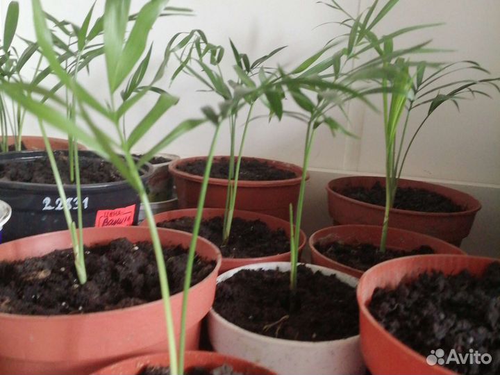 Пальма хамедорея