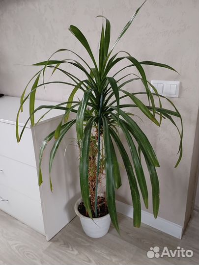 Цветы комнатные,Панданус,фиалки,и др