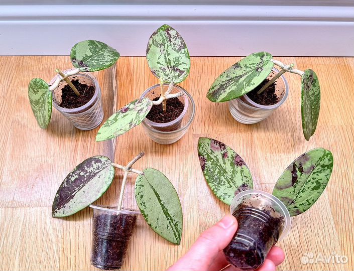 Hoya, хойи,хойя,колекционные 1