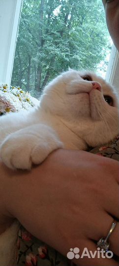 Котята в добрые руки бесплатно