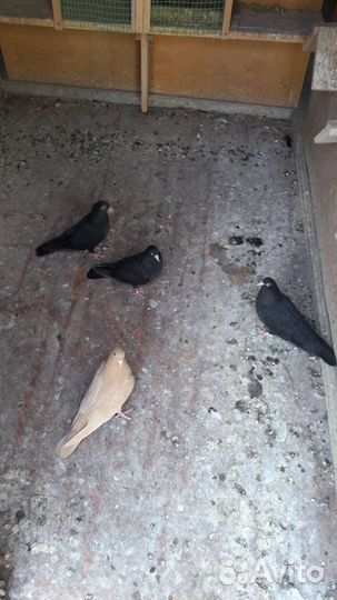 Продам голубей