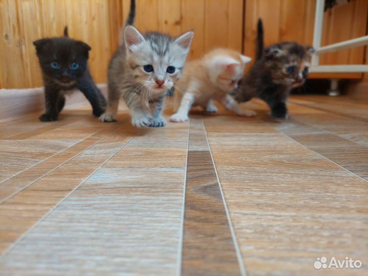 Котята Шотландской веслоухой