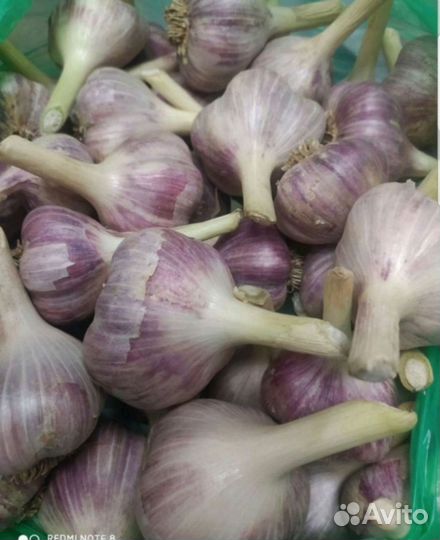 Чеснок семенной