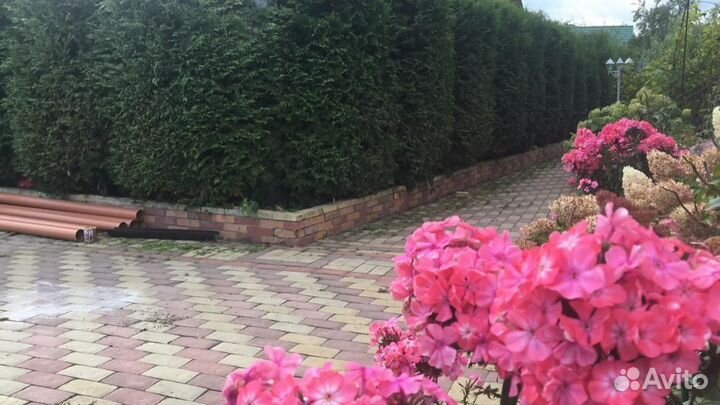 Туя Брабант для живой изгороди