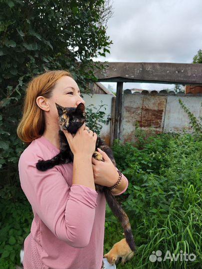 Котята в добрые руки бесплатно